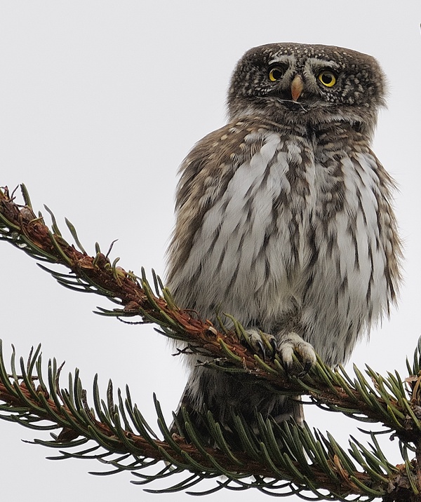 Civetta Nana - Glaucidium passerinum